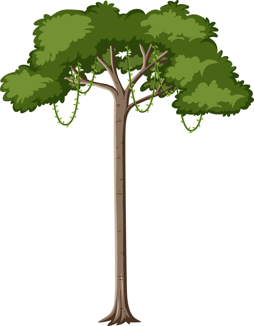 Single rainforest tree isolated on white background