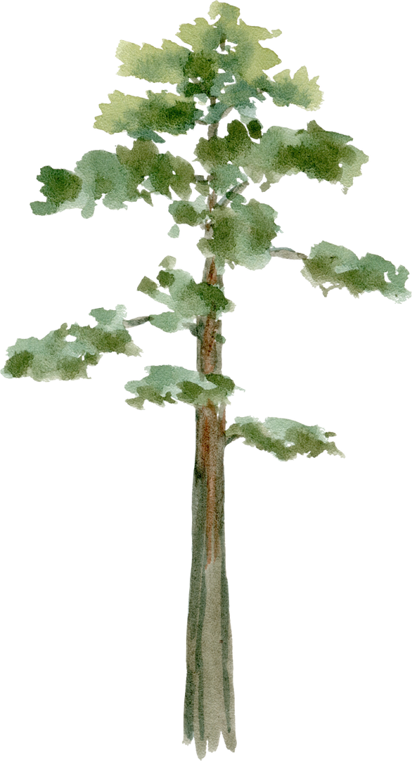 Tall Tree Illustration